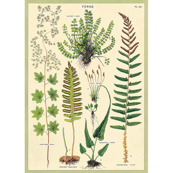 Ferns Vintage Print – Curiosa Purveyors of Extraordinary Things