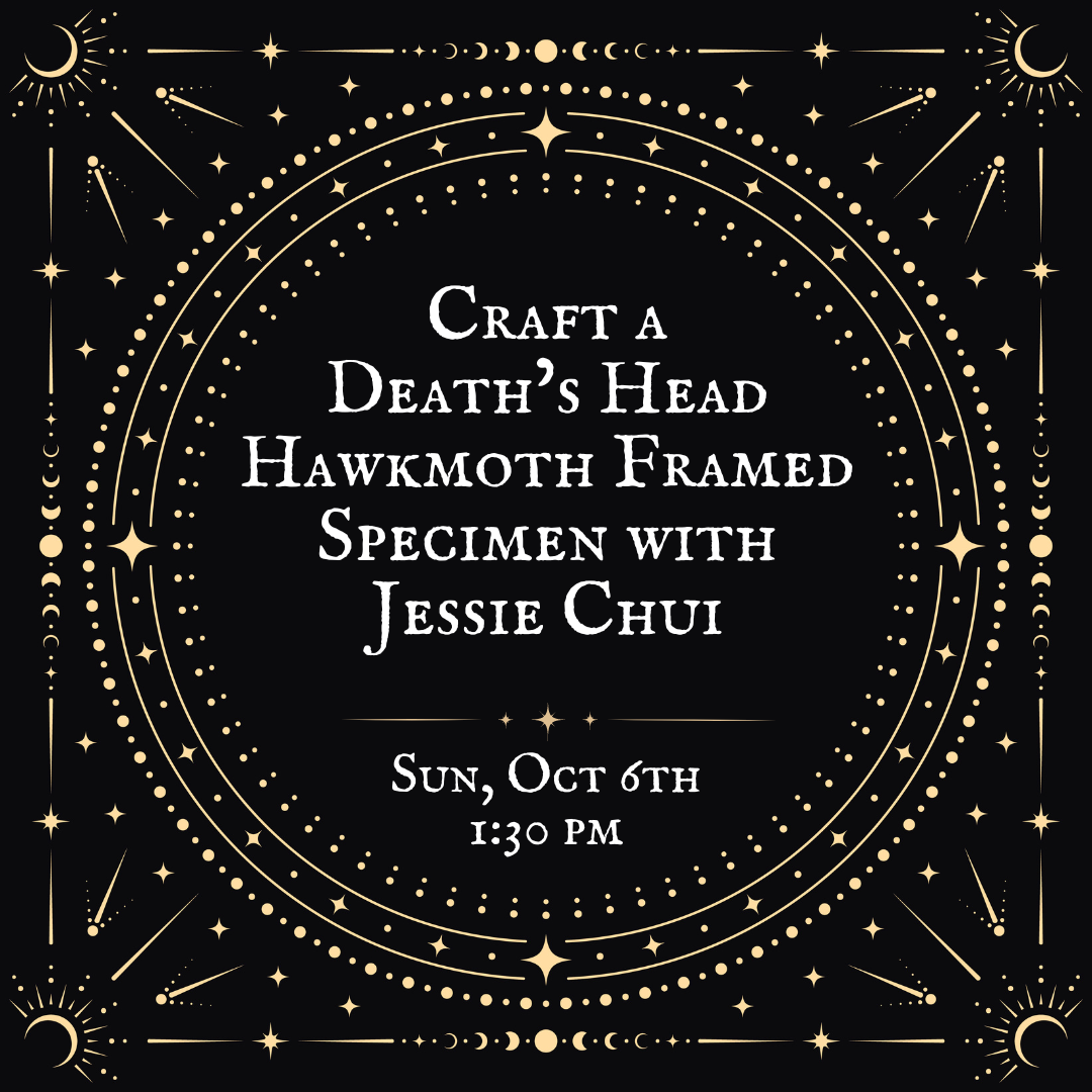 Craft a Death's Head Hawkmoth Framed Specimen with Jessie Chui