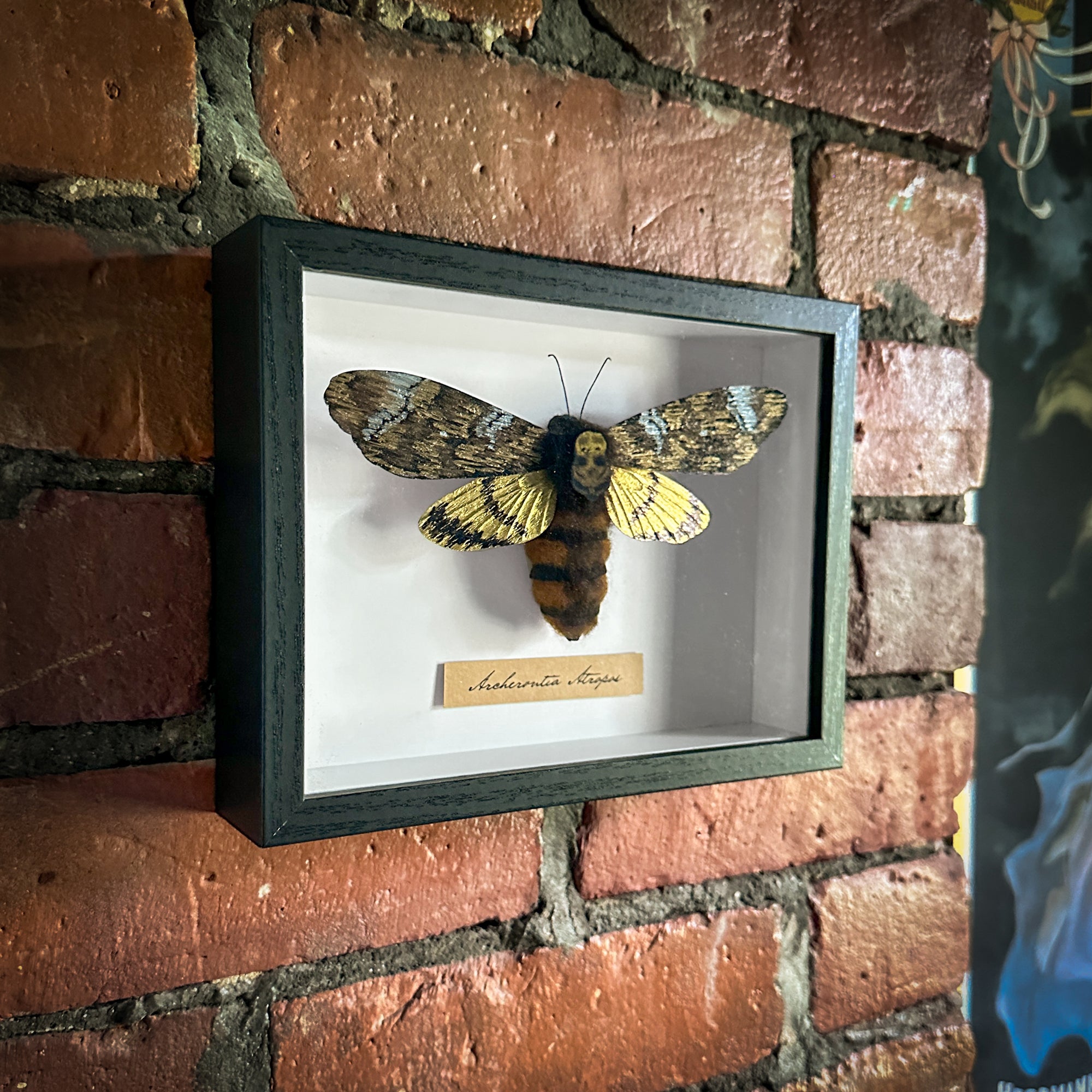 Craft a Death's Head Hawkmoth Framed Specimen with Jessie Chui