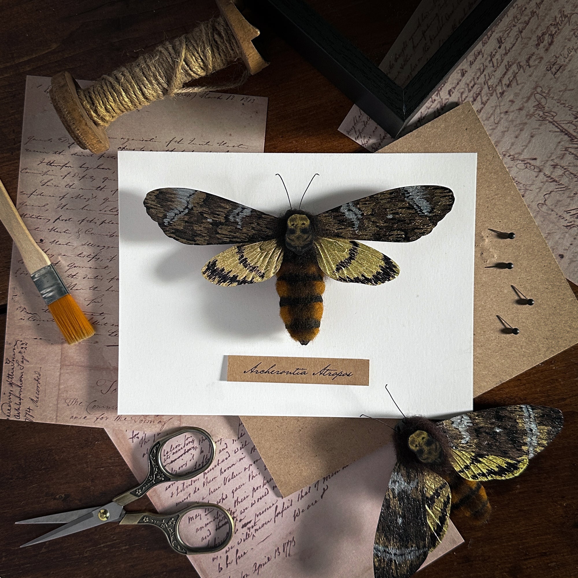 Craft a Death's Head Hawkmoth Framed Specimen with Jessie Chui